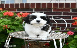 Malshi dogs for sale: Dolly - Image 4