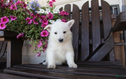 German Shepherd dogs for sale: Jordan - Image 8