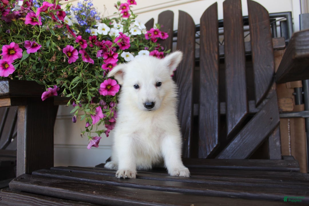 German Shepherd dogs for sale: Jordan - Image 8