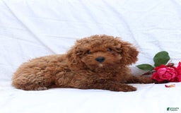 Cavapoo dogs for sale: Griffin - Image 2