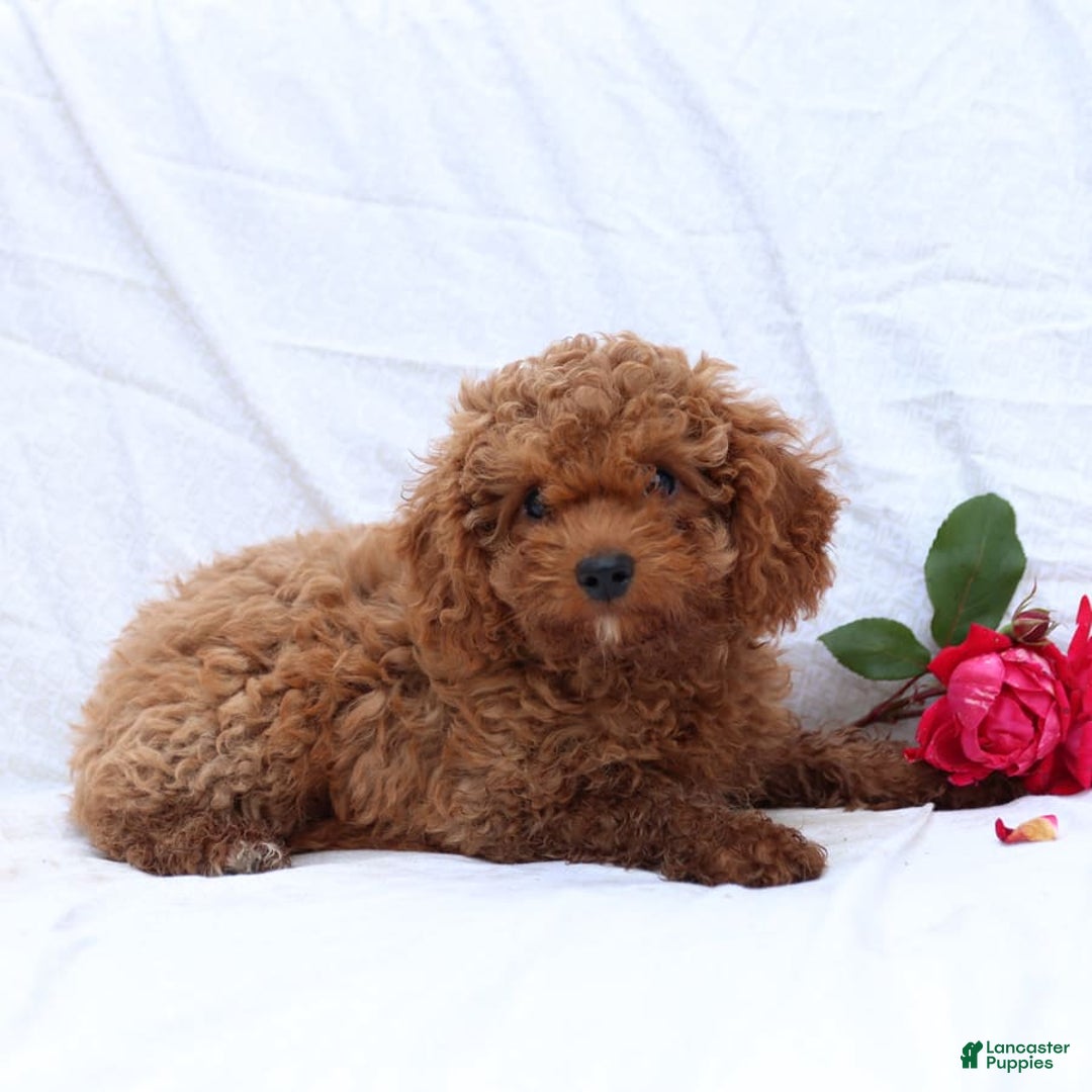 Cavapoo dogs for sale: Griffin - Image 2