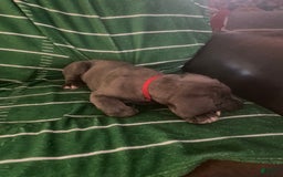 Cane Corso dogs for sale: Red - Image 1
