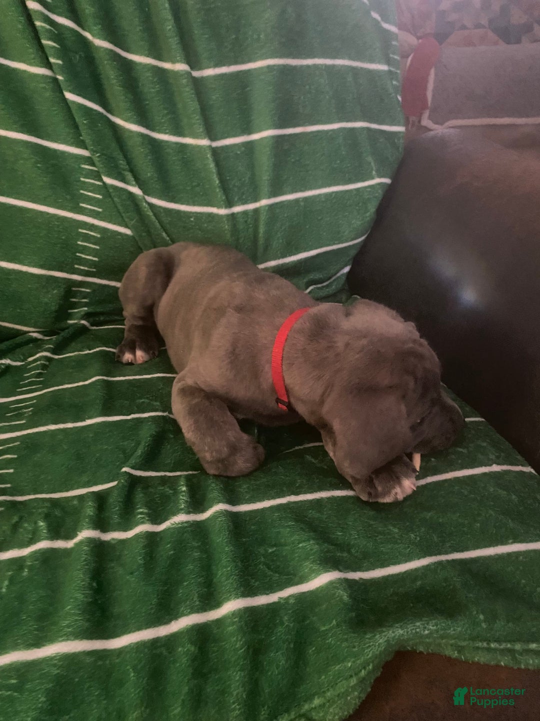 Cane Corso dogs for sale: Red - Image 1