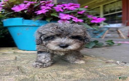 Cavapoo dogs for sale: Rex - Image 2