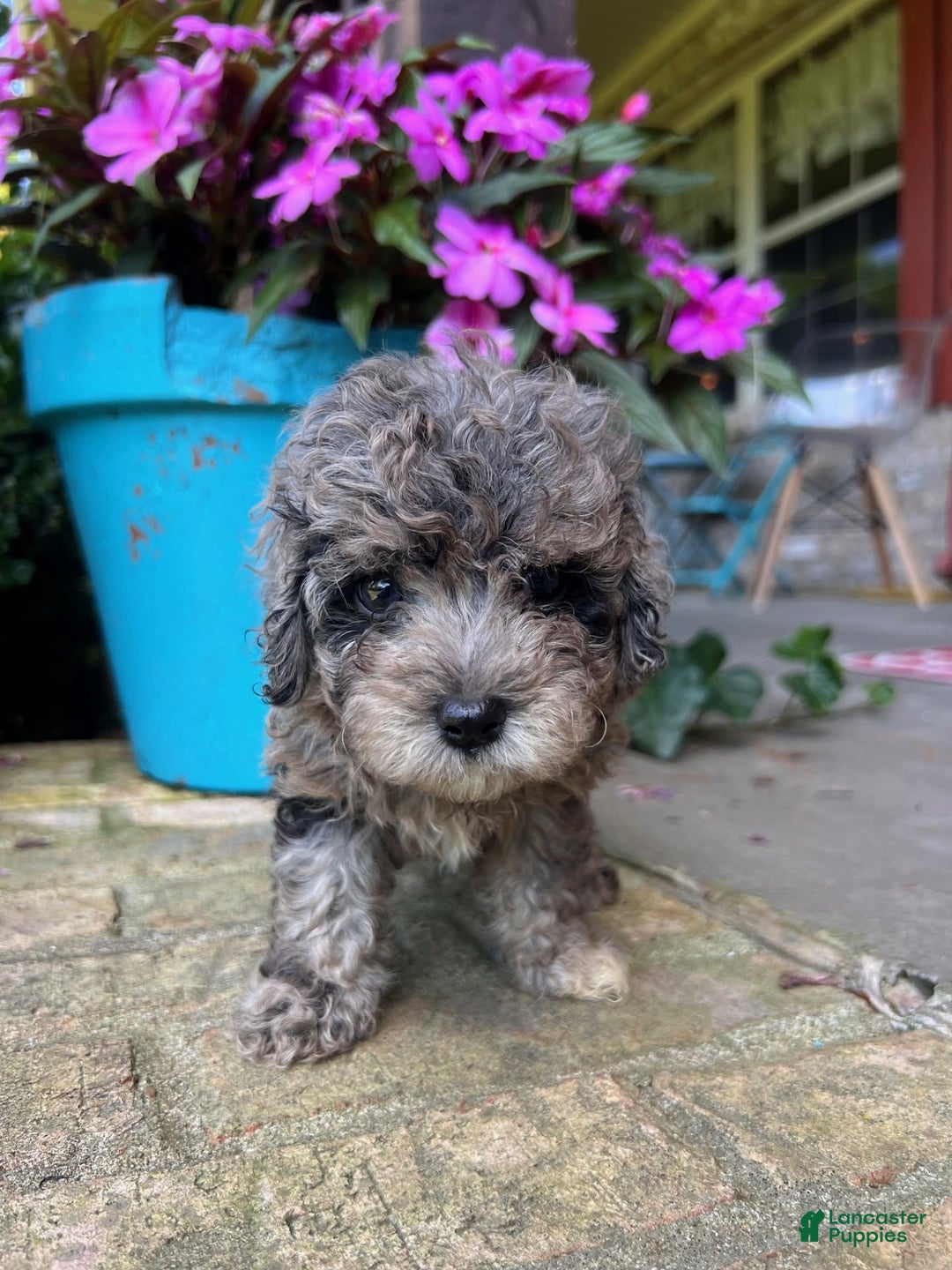 Cavapoo dogs for sale: Rex - Image 2