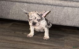 French Bulldog dogs for sale: Cookie Dough - Image 2