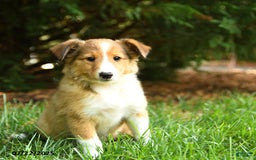 Shetland Sheepdog dogs for sale: Lemon - Image 1