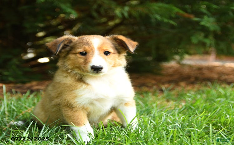 Shetland Sheepdog dogs for sale - Ad 2