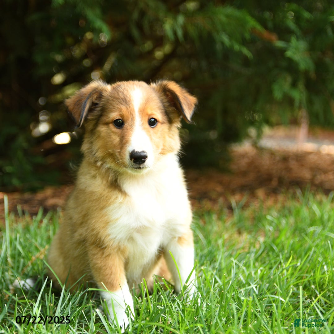 Shetland Sheepdog dogs for sale: Lemon - Image 1