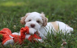 Shihpoo dogs for sale: Oliver - Image 8