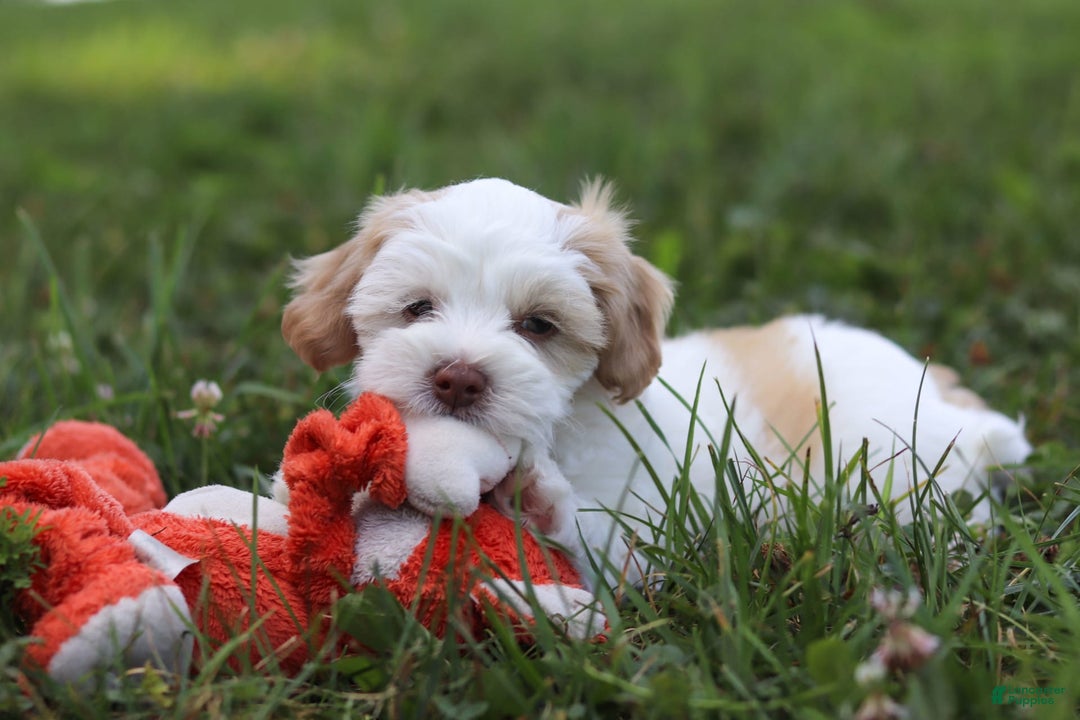 Shihpoo dogs for sale: Oliver - Image 8