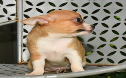 Chihuahua dogs for sale: Leo - Image 1