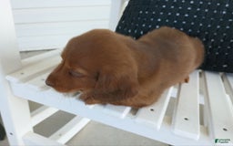 Dachshund dogs for sale: Otis - Image 4