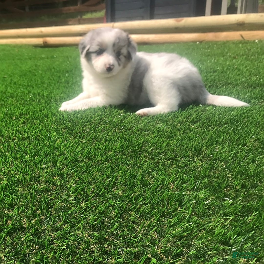 English Shepherd dogs for sale: Tracey - Image 4