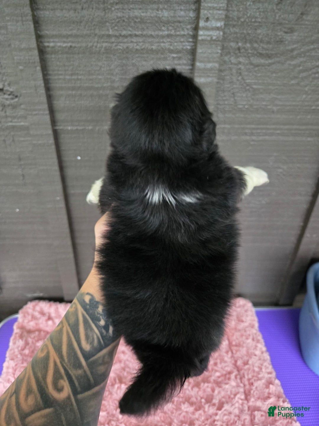Pekingese dogs for sale: Clarice - Image 6