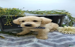 West Highland Terrier dogs for sale: Jude - Image 3