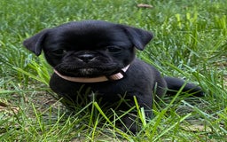 Pug dogs for sale: Pug 4 puppies - Image 8