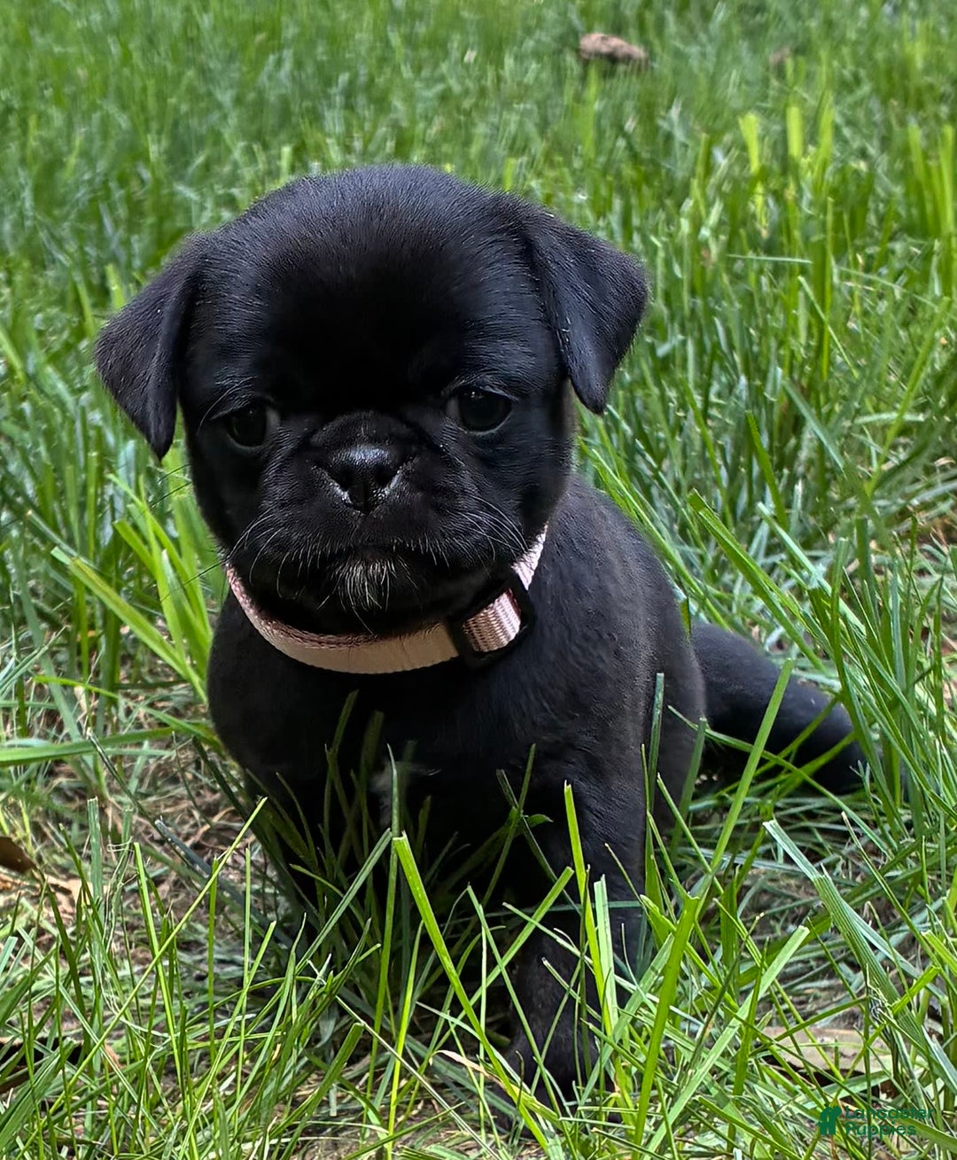 Pug dogs for sale: Pug 4 puppies - Image 8
