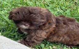 Shih Tzu dogs for sale: Kaylee - Image 5