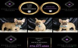 French Bulldog dogs for sale: Denali - Image 6