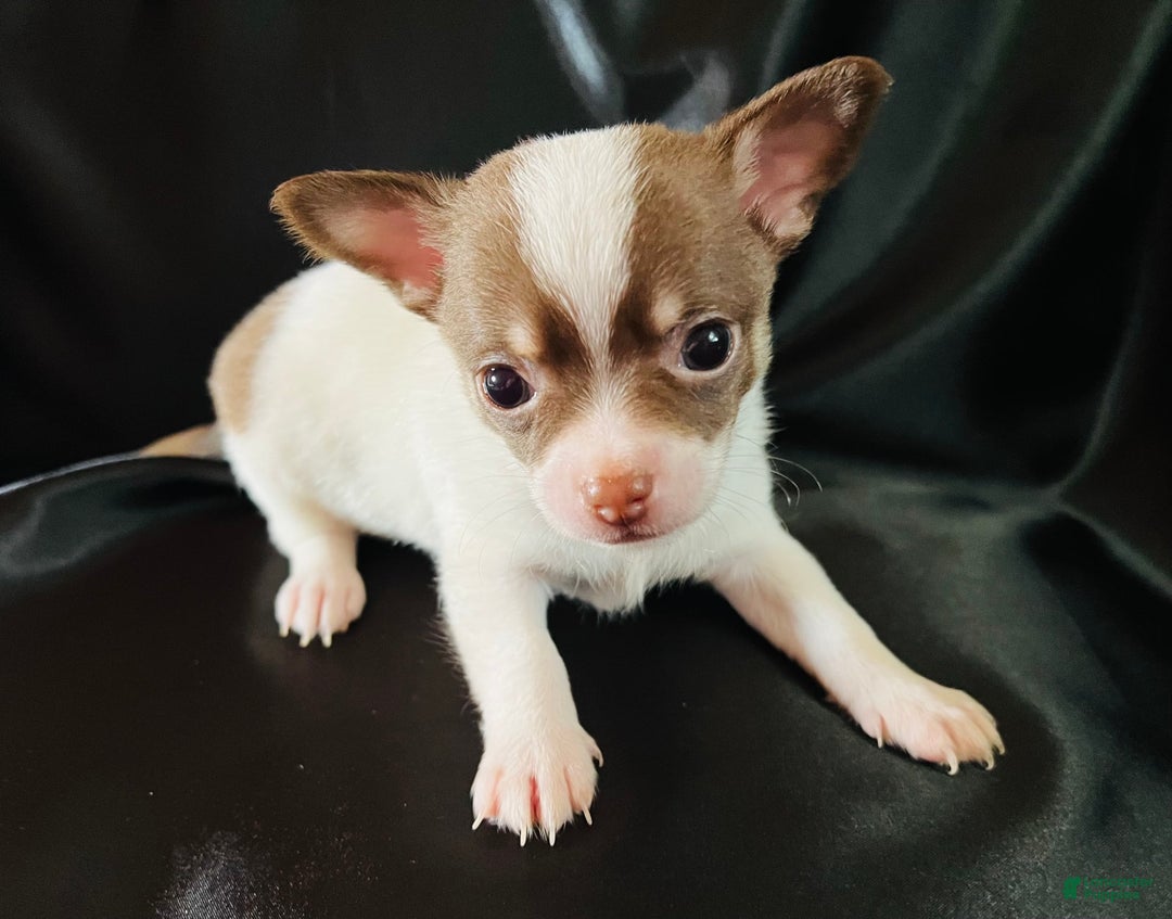 Chihuahua dogs for sale: Latte - Blue Eyed Dual Pedigreed - Image 1