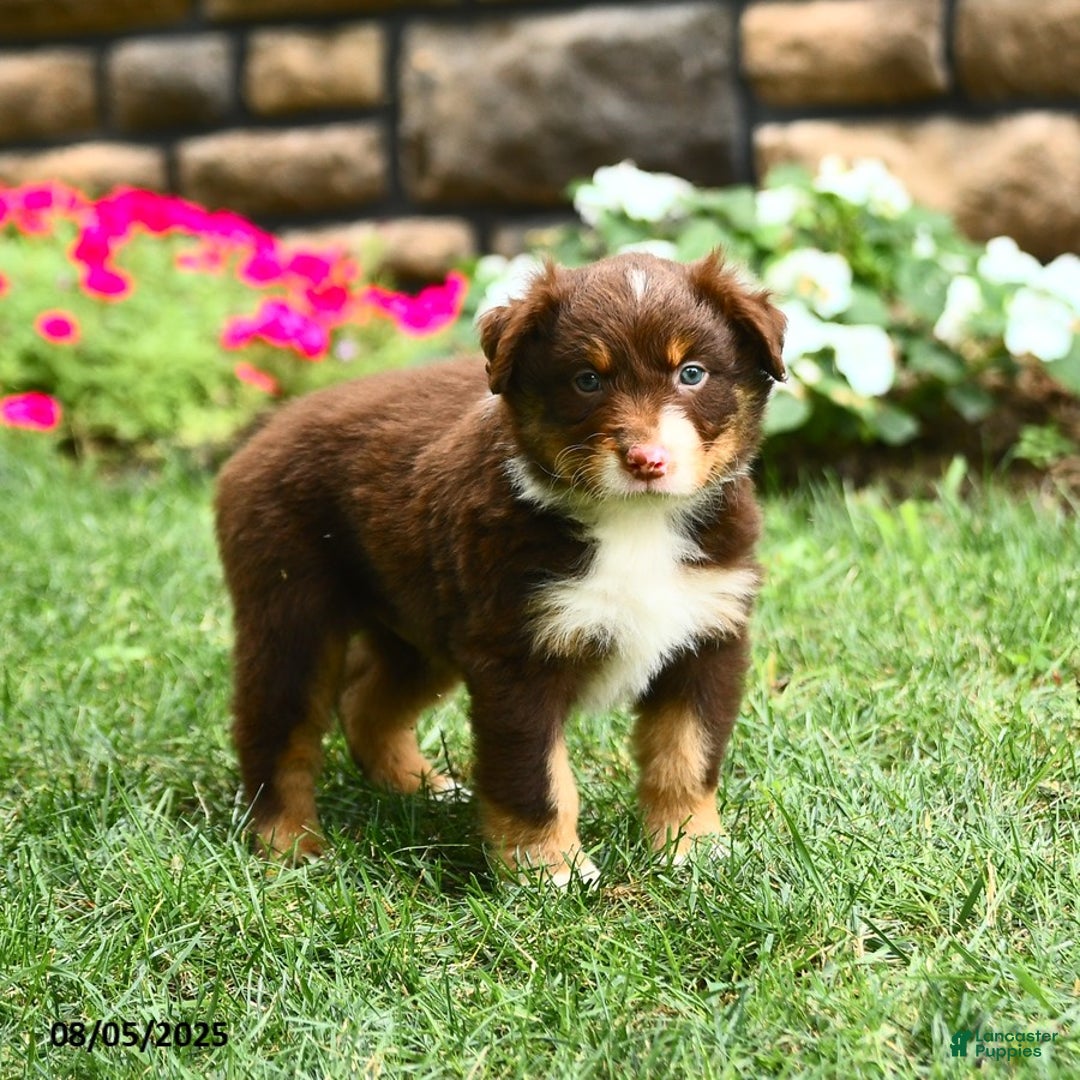 Australian Shepherd dogs for sale: Australian Shepherd 10 puppies - Image 15