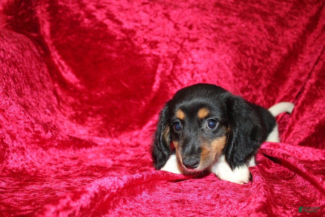 Miniature Dachshund dogs for sale: Casey - Image 6