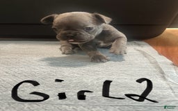 French Bulldog dogs for sale: Starbucks - Image 8