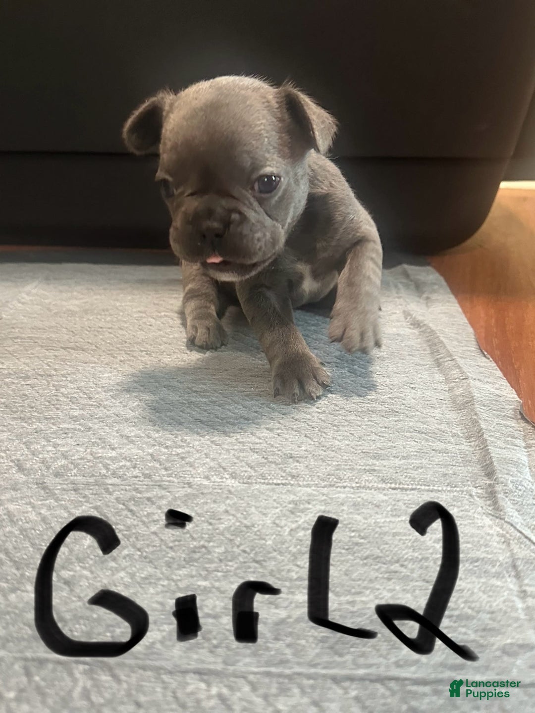 French Bulldog dogs for sale: Starbucks - Image 8