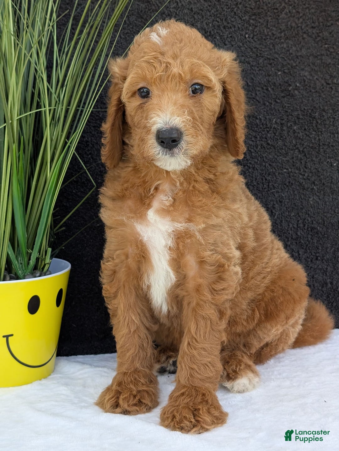 Goldendoodle dogs for sale: Zoey - Image 22