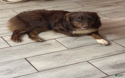 Australian Shepherd dogs for sale: Kenny - Image 5