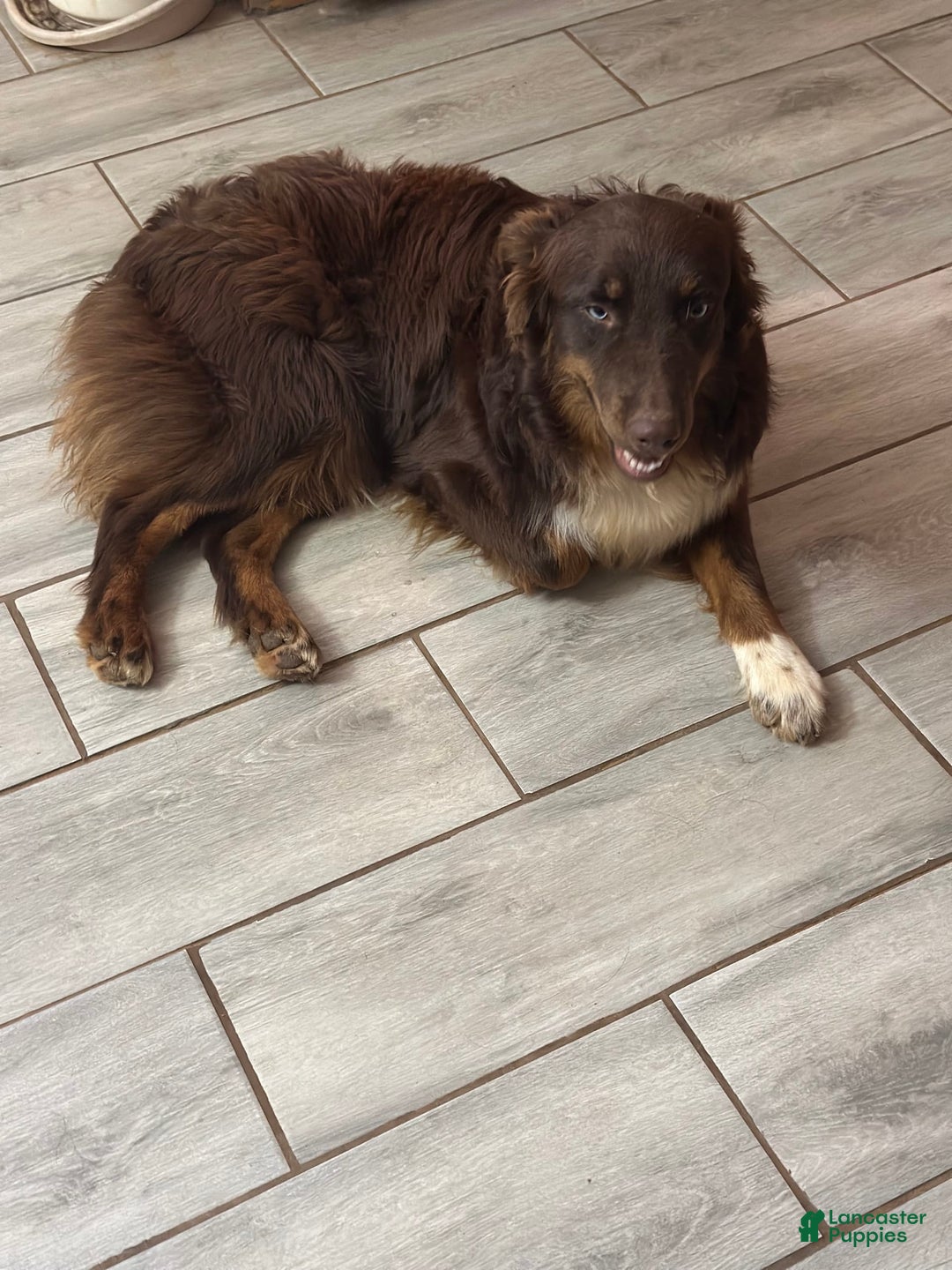 Australian Shepherd dogs for sale: Kenny - Image 5