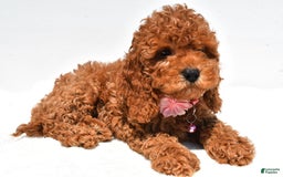 Cockapoo dogs for sale: Liza - Image 2