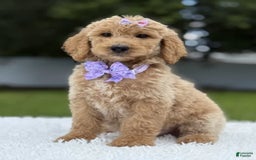 Goldendoodle dogs for sale: Ellie - Image 2