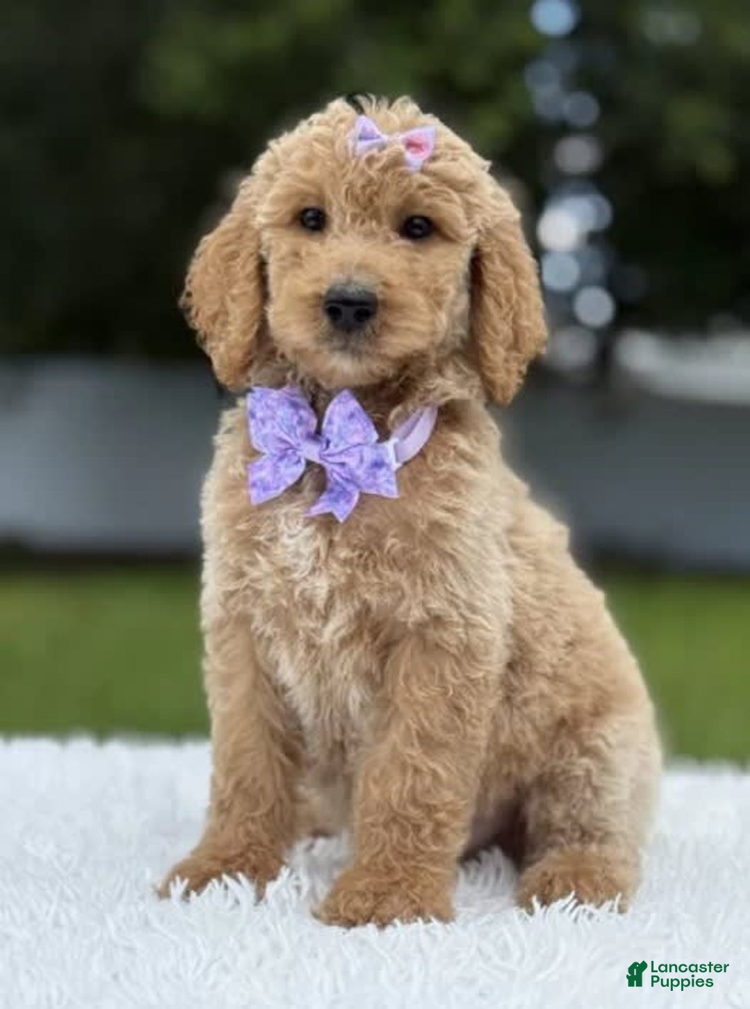 Goldendoodle dogs for sale: Ellie - Image 2