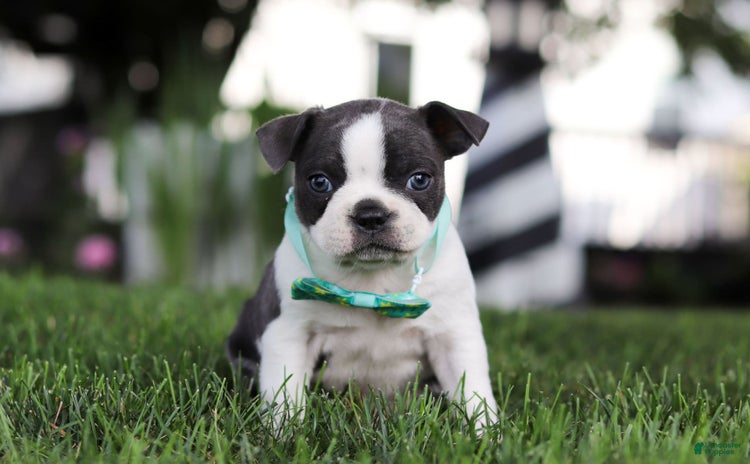 Boston Terrier dogs for sale - Ad 2