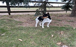 Rat Terrier dogs for sale: Samson - Image 9