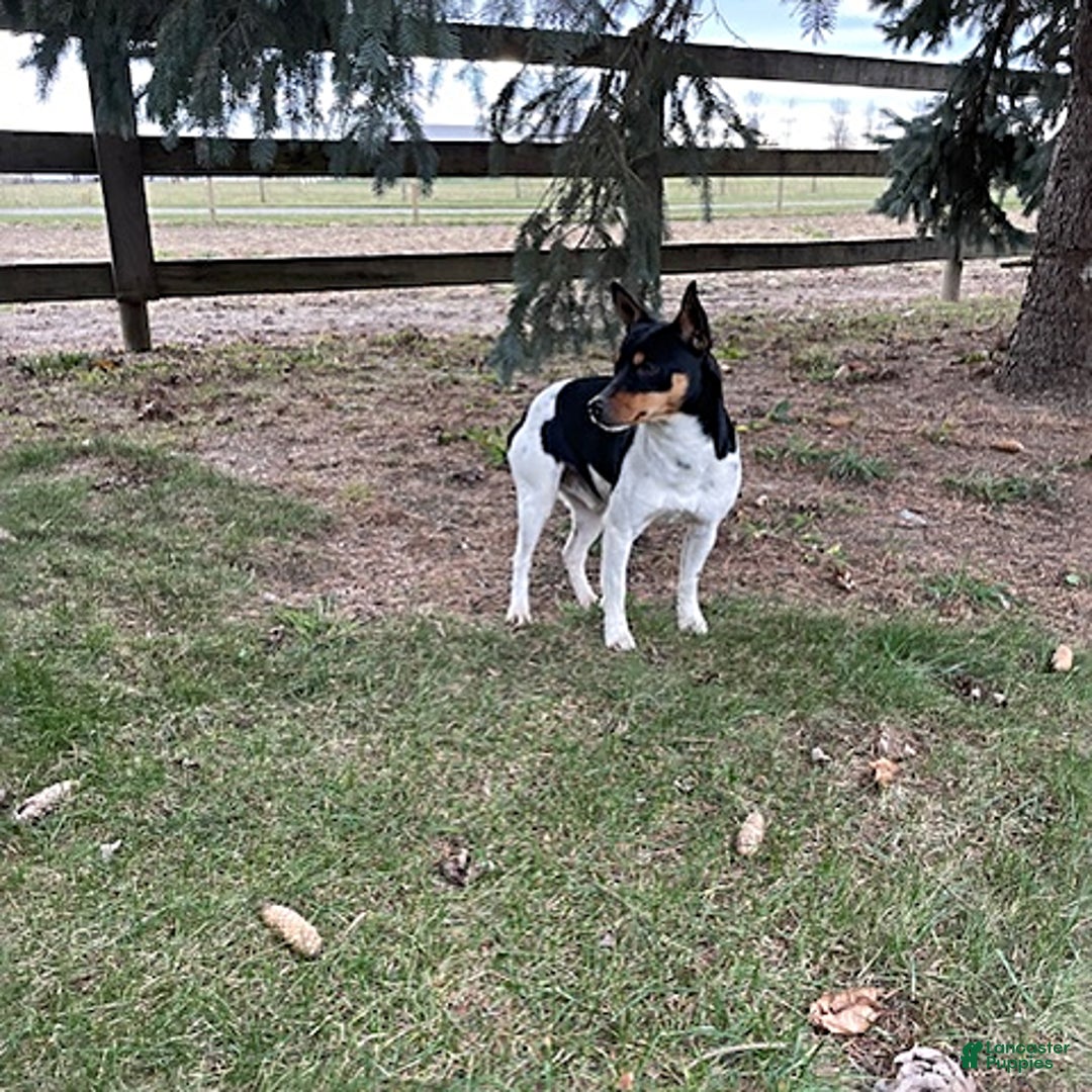 Rat Terrier dogs for sale: Samson - Image 9