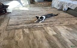 Frenchton dogs for sale: Sandi - Image 2