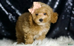 Miniature Poodle dogs for sale: Cher - Image 2