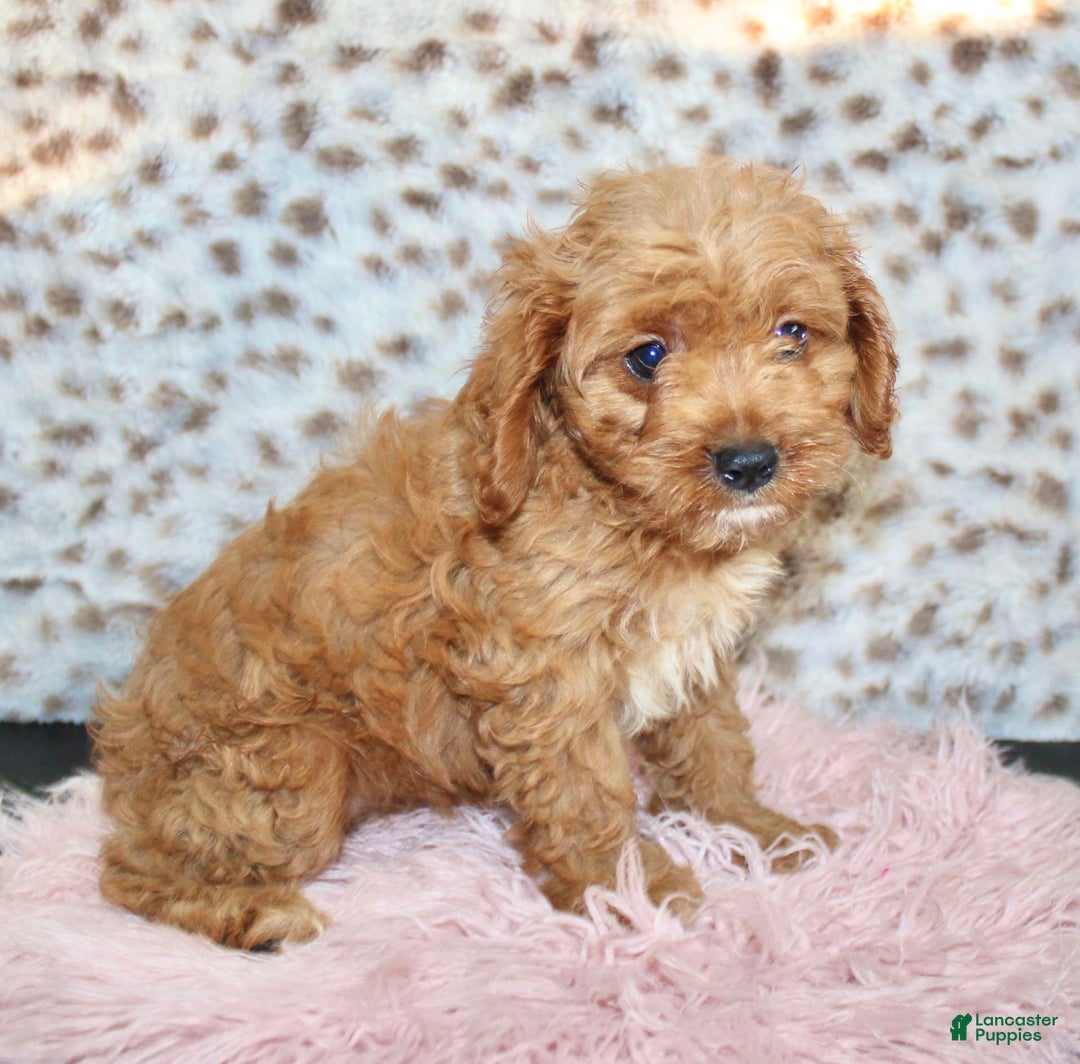 Cavapoo dogs for sale: Ivy - Image 4