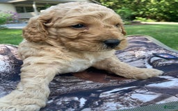 Labradoodle dogs for sale: Rusty - Image 11