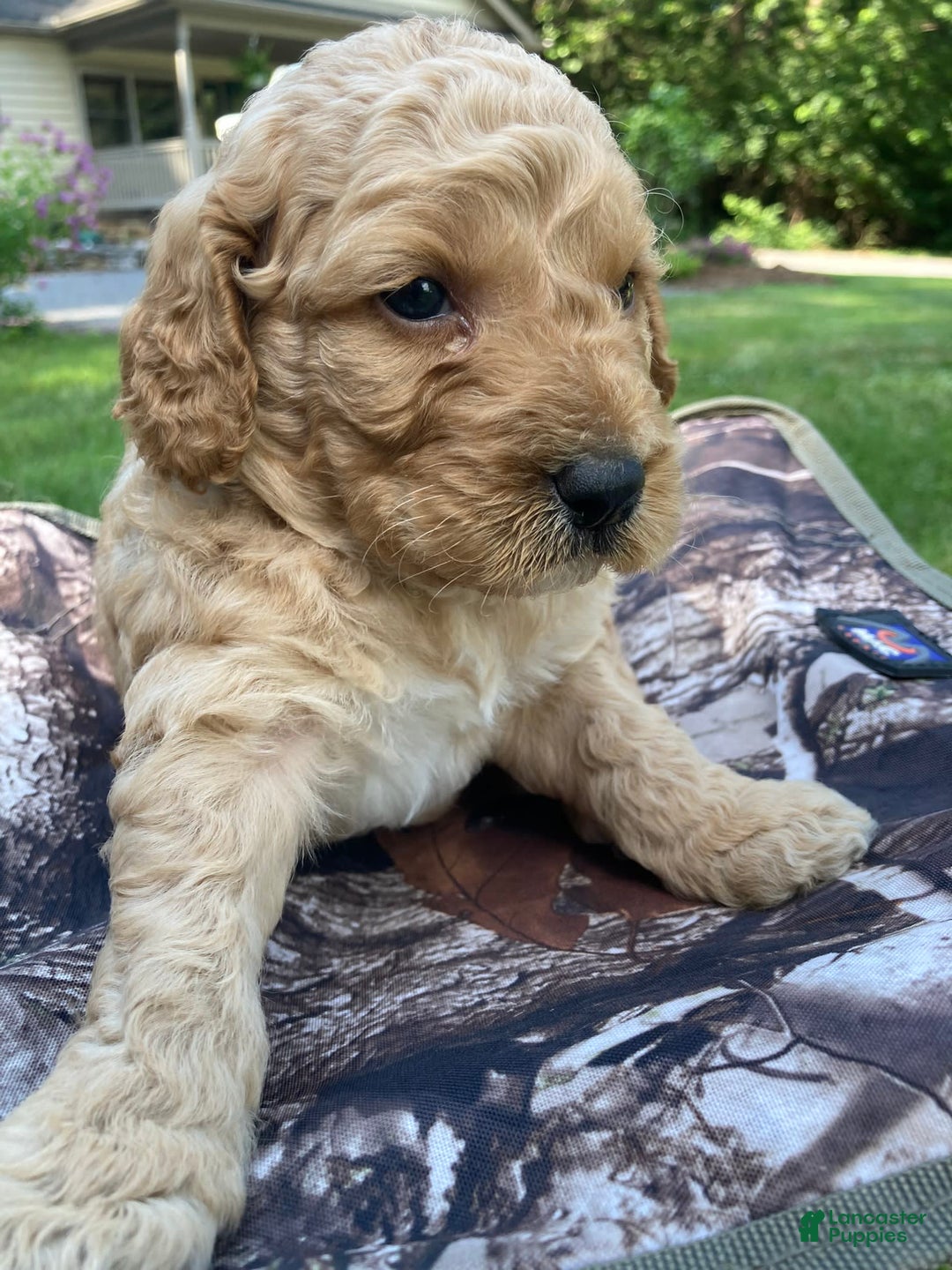 Labradoodle dogs for sale: Rusty - Image 11