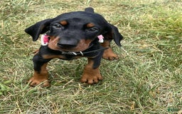 Doberman Pinscher dogs for sale: Doberman Pinscher 6 puppies - Image 1