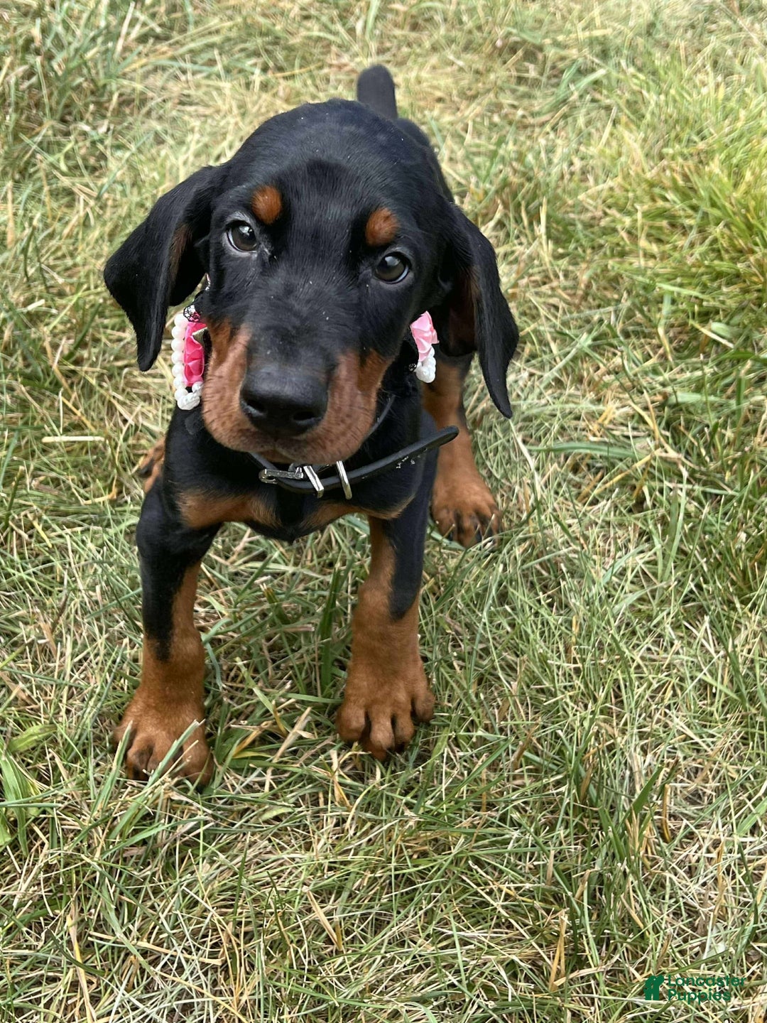 Doberman Pinscher dogs for sale: Doberman Pinscher 6 puppies - Image 1