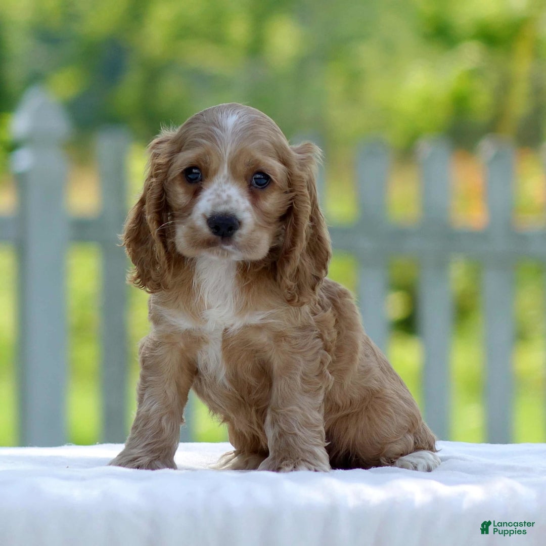 Cocker Spaniel dogs for sale: Tyson - Image 4