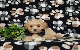 Maltipoo dogs for sale: Eli Toy Size - Image 10