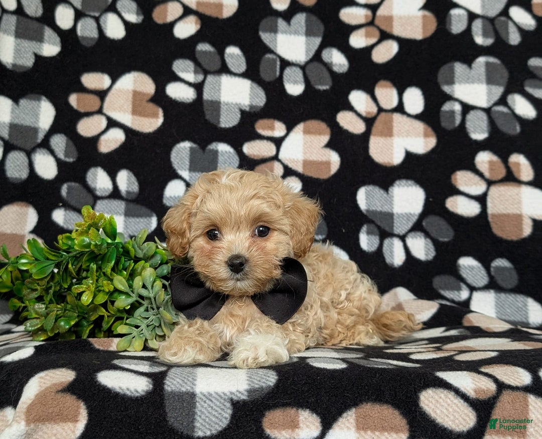 Maltipoo dogs for sale: Eli Toy Size - Image 10