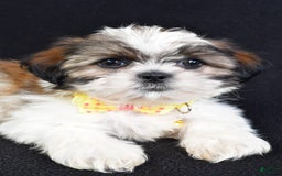 Shih Tzu dogs for sale: Logan - Image 7