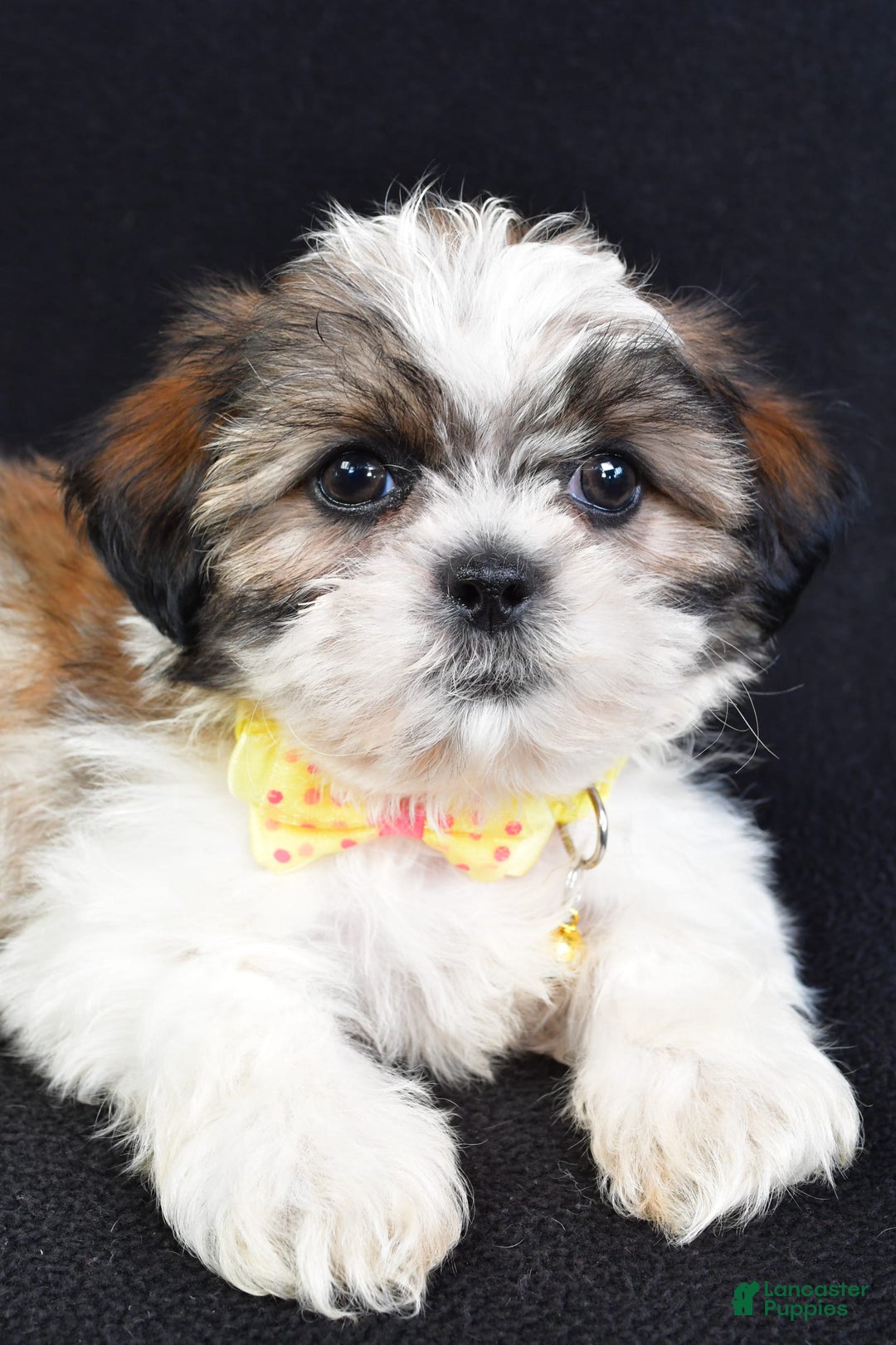 Shih Tzu dogs for sale: Logan - Image 7